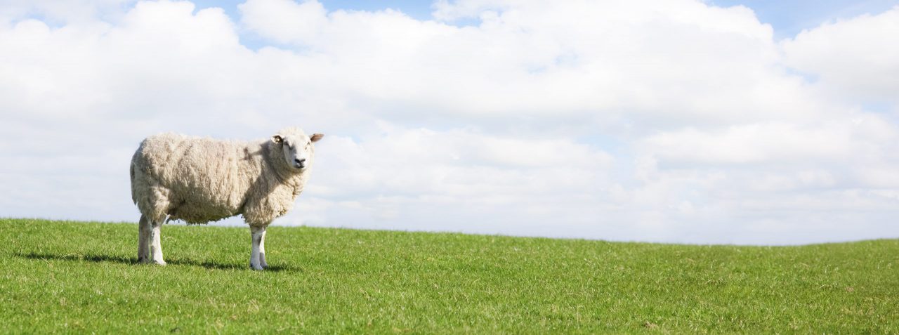 Puur Advies | Pensioen & Oude dag